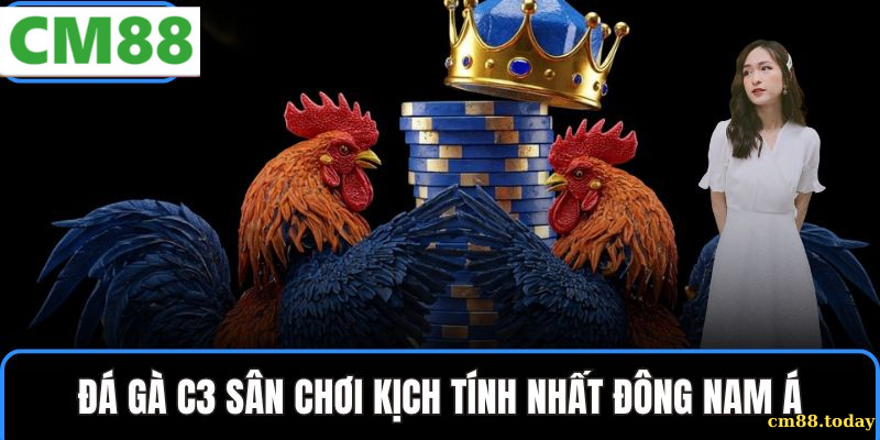 Những lưu ý khi tham gia Đá gà C3